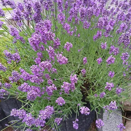 Σπίτι διακοπών Am Kamskefliess *