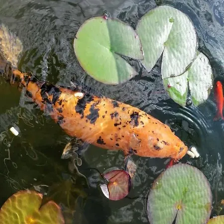 Σπίτι διακοπών Am Kamskefliess Lübbenau