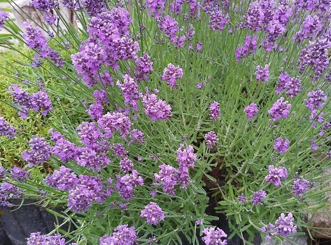 بيت للعطل Am Kamskefliess *